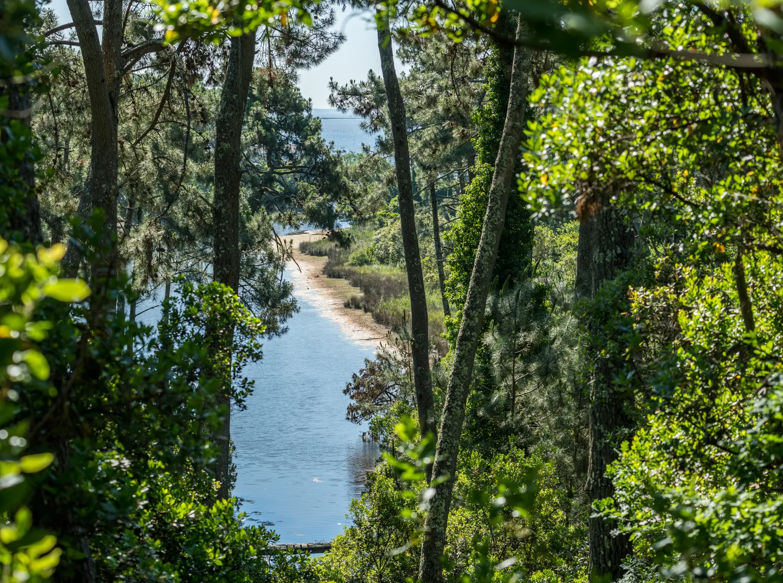 Le Bassin entre les pins, vu depuis la dune, à Piquey