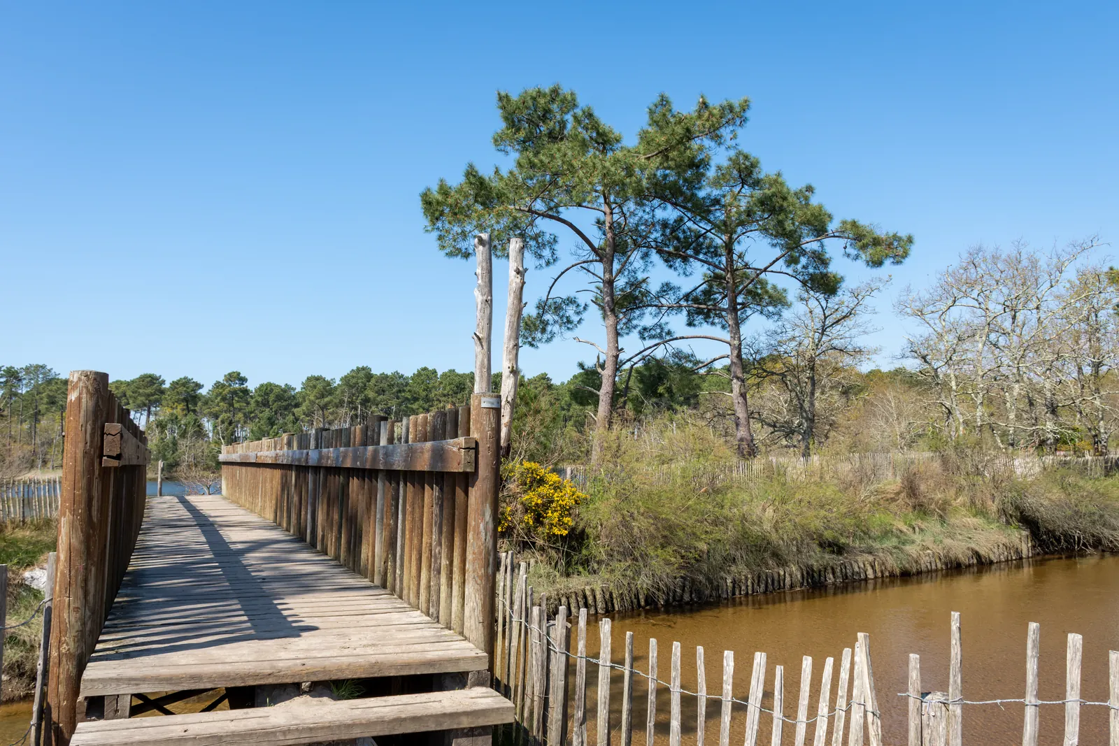 Une passerelle de bois bordée d'une palissade, franchissant un chenal au milieu des pins